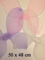 Grandes ailes Couleur