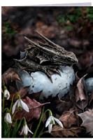 Carte Anne Stokes - Dragon Hatchling Cartes avec Enveloppes