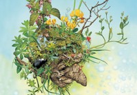 Carte Brucero - Korrigan T�te de bois Bruc�ro