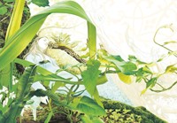 Carte Brucero - Le songe du dragon vert Bruc�ro