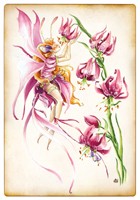 Carte Delphine Gache 