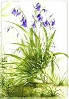 Carte Delphine Gache 