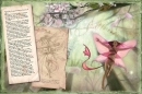 Livre "Oghams, Le temps des Elfes"
